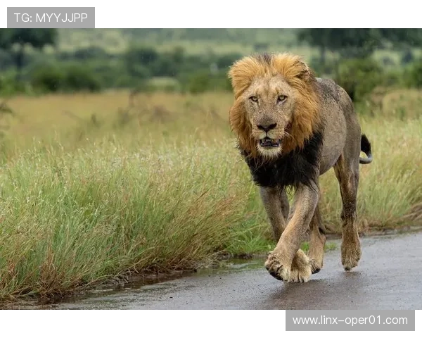 非洲雄狮崛起背后的故事与挑战探秘以及生态保护的迫切呼声 - 副本 (4) - 副本